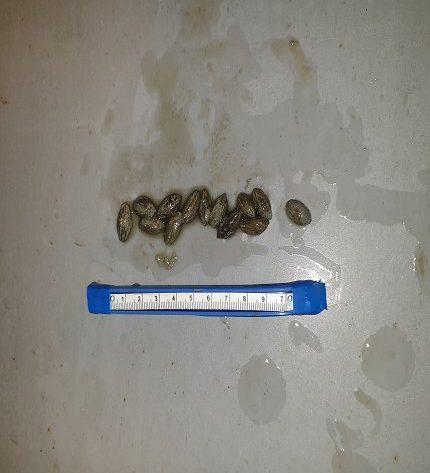 Alcuni noccioli di olive recuperati all'interno di un'anfora corinzia (crediti: Soprintendenza Nazionale patrimonio culturale subacqueo).